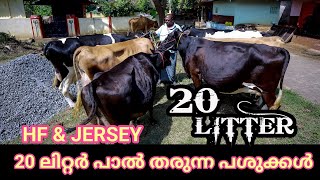 ജേഴ്‌സി പശുക്കൾ വാങ്ങാം farmhouse cow oc [upl. by Noived]