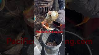 Dungeness crab cleaning pacificcityfishing dory fishing oregon seafood fish doryfish [upl. by Selrahcnhoj872]