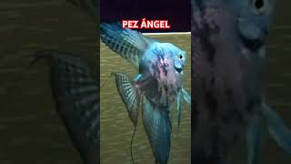 Pez Angel [upl. by Banyaz]