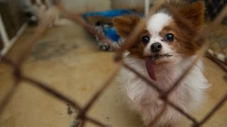 Dogs Rescued From North Carolina Breeder [upl. by Johannessen660]