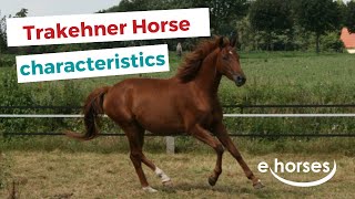 Trakehner Horse  characteristics origin amp disciplines [upl. by Doowle608]