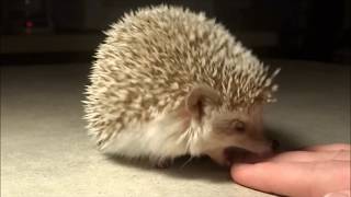 Two Hedgehog Bite Attacks In Slow Motion [upl. by Bertrando539]