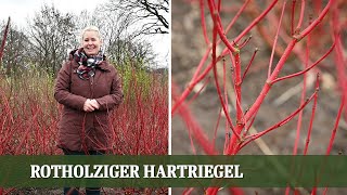 Cornus Sibirica  Ein Geheimtipp für jeden Garten [upl. by Carlin]