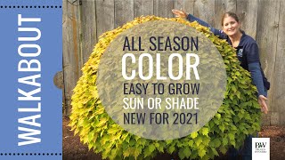 FALL UPDATE New for 2021 COLORBLAZE Royale PINEAPPLE BRANDY Coleus [upl. by Joyan256]