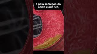 Digestão e o nervo vago anatomy anatomiadocorpo shortvideo shortsvideo biologia enem shorts [upl. by Fifine]