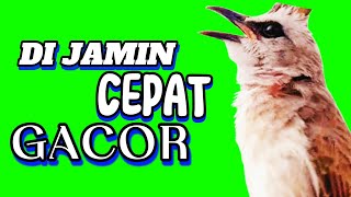 pancingan trucukan gacor ropel panjang di jamin respon cepat [upl. by Lyns761]