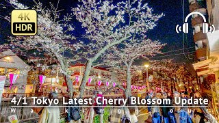 As of 41  Tokyo Latest Cherry Blossom Update Nakameguro is READY NOW 4KHDRBinaural [upl. by Tomaso]