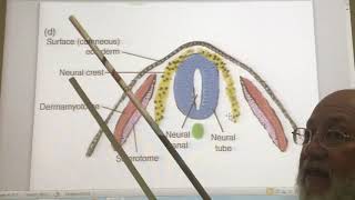 General embryology 18  Organogenesis  part 2  by Dr Wahdan [upl. by Adnarom]