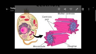 Difference between centriole and centrosomeDefinition of centriole centrosome and its basic role [upl. by Mccallion]