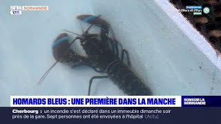 Manche une nouvelle ferme délevage de homards bleus une première en Europe [upl. by Aromas]