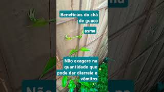 Beneficios do guaco plantassistemarespiratorio remedionatural ervasmedicinaiscaseirachaiguaco [upl. by Newsom]