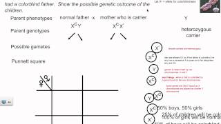 Genetic Crosses  Sex Linkage IB Biology [upl. by Yrogreg]