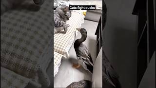 funny animals videos Cats fight ducks funny shorts short [upl. by Ahseat]