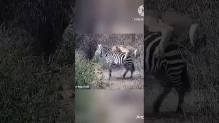 The Ultimate Showdown Lion vs Zebra shorts wildlifeshowdown [upl. by Leuqim256]