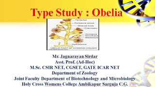 type study Obelia  phyllum Coelentrata  Part  1 [upl. by Lindgren]