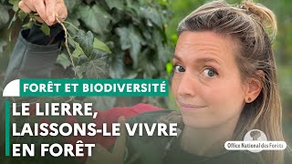 Le lierre laissons le vivre en forêt [upl. by Aronas]