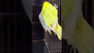 Cremino X Albino split red eye beautiful pair of lovebirds [upl. by Asilec]