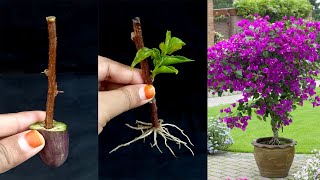 How to Propagate bougainvillea from cuttings in brinjal [upl. by Kenric579]