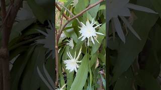 Epiphyllum flower Beautiful Epiphyllum flowers on my plant [upl. by Tate563]