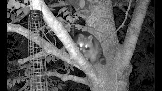 Waschbär Vogelfutter im Garten [upl. by Coryden]