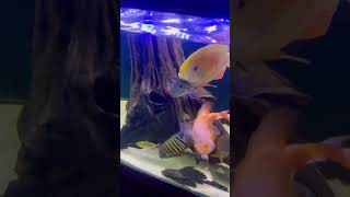 CICHLIDS TETRAS BICHIRS ALL IN ONE AQUARIUM [upl. by Misab665]