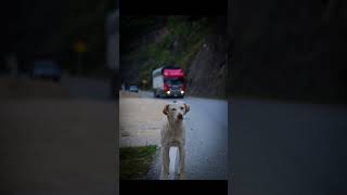 El Perrito Camionero📸🇨🇴🔥perritos dogsoftiktok doglover doglover doglovers dogloverforever [upl. by Innig596]