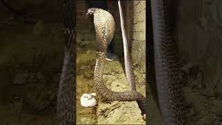 snake egg hatching video by muraliwale hausla snakesrescue [upl. by Beatriz63]