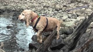 cocker spaniel barking [upl. by Anawed]