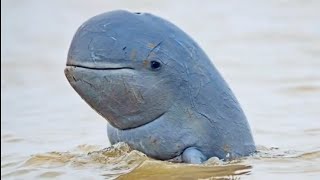 Irrawaddy dolphin facts [upl. by Gregor611]