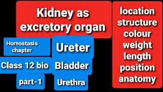 kidney as Excretory organ Kidney StructureAnatomylocationprotectionhomostasis 12 classpart 1 [upl. by Irok]