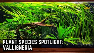 Plant Species Spotlight  Vallisneria  How to care for Vallisneria [upl. by Hadsall]