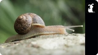 AWOLNATION  Sail Parody  ASHELLNATION  Snail Petody [upl. by Frank]