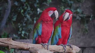 Parrots Colorful Birds with Unbelievable Secrets Parrots ExoticBirds AnimalFacts [upl. by Atiuqat]