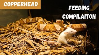 Venomous Copperhead Feeding Compilation Choose Your Favorite [upl. by Aivatnohs]