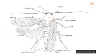 To study Characteristics of nonchordate animals [upl. by Kcirdlek705]