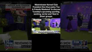 Westminster trendingshorts viral reelsvideo trendingreels trendingvideo viralvideo trending [upl. by Retsevlys864]