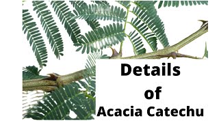 Senegalia Cataechu Acacia Catechu  Specification benefits and all the details [upl. by Eirahs]