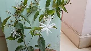 Raj Chameli Vs Chameli  Jasminum Grandiflorum Vs Jasminum Laurifolium [upl. by Nairad]