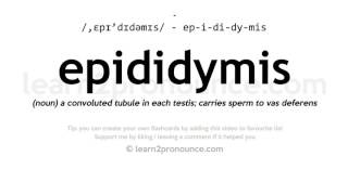 Pronunciation of Epididymis  Definition of Epididymis [upl. by Aicena]