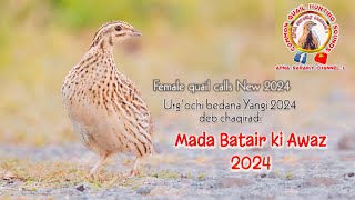 female quail call New 2024 Madi Batair ki Awaz 2024  female quail sound 2024 [upl. by Ajin]