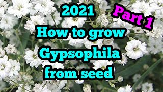 2021 How to grow gypsophila with guaranteed results part 1 [upl. by Nalyac]