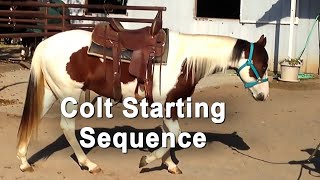 Colt Starting Sequence  Foundation Horse Training [upl. by Anoblav737]