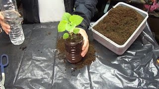 Transplant 100 days paulownia tomentosa step by step part3 [upl. by Pesek]