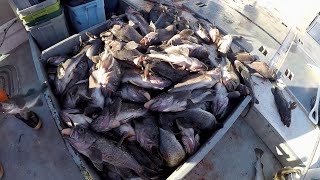 Jigging for Black Rockfish in Kodiak Alaska [upl. by Long]