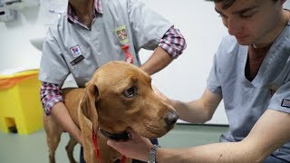 Studying Veterinary Medicine at Cambridge University [upl. by Johanan355]