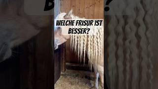 Frisurentest 1 oder 2  pferd horse pferde equestrian pony reiten horses schweiz haflinger [upl. by Nosnarb]