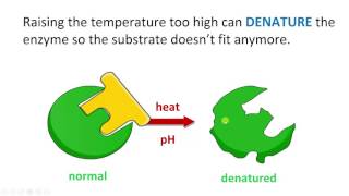 Optimum rate and denatured enzymes [upl. by Daphie]