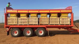 Larrington Guardian Box Loader Trailer loading Sweet Potatoes [upl. by Amri]