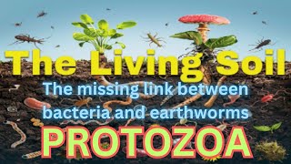 PROTOZOA The Missing Link Between Bacteria And Earth Worms [upl. by Nyladnar692]