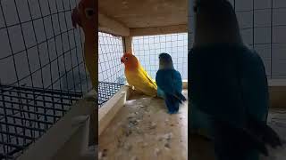 mashallah lutino personata X blue fisher finches bird gouldianfinch parrot pet lovebird [upl. by Iver]